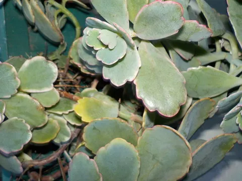 Android APP 二维码